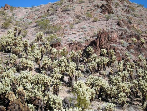 Cholla Forest