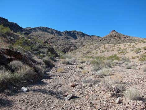 Cholla Forest