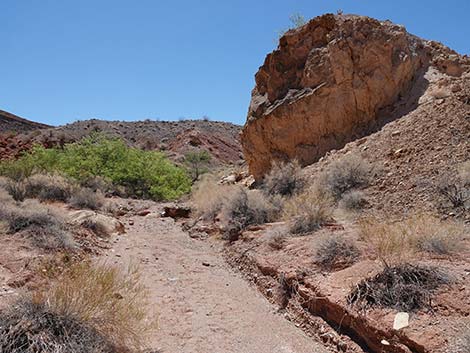 Cottonwood Spring