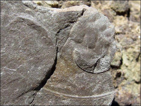 Frenchman Mountain Trilobite Quarry