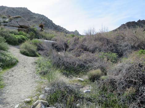 Grapevine Canyon