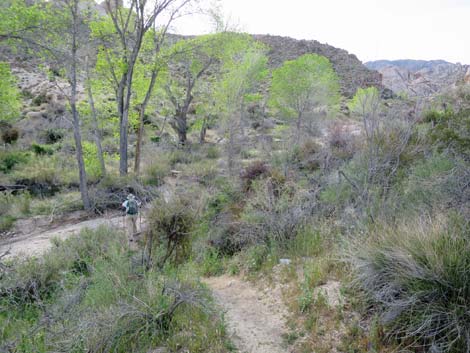 Grapevine Canyon