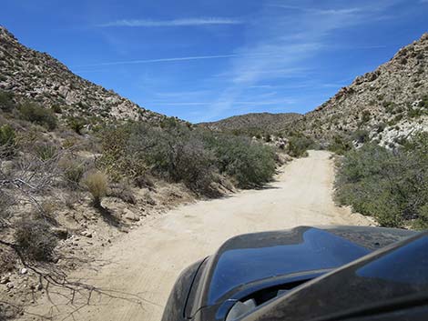 Christmas Tree Pass Road