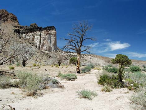 Barber Loop Trail