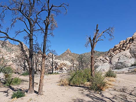 "Stone Table" campsite; Caruthers Canyon