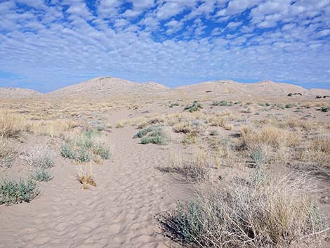 Kelso Dunes