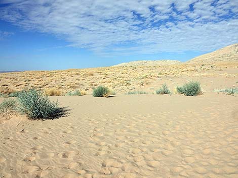 Kelso Dunes