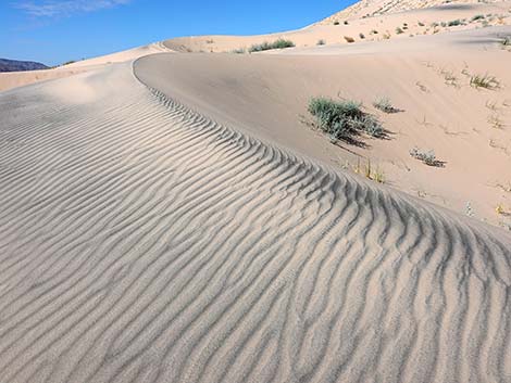 Kelso Dunes