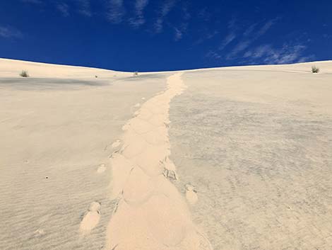 Kelso Dunes