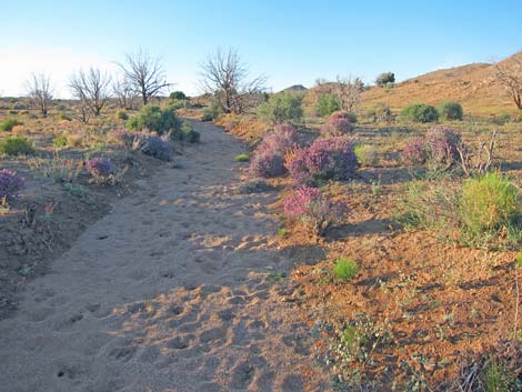 Mid Hills Loop Trail