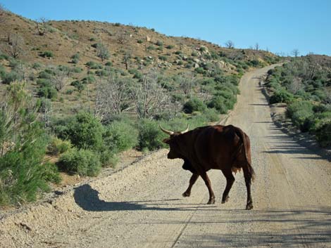 Wild Horse Road