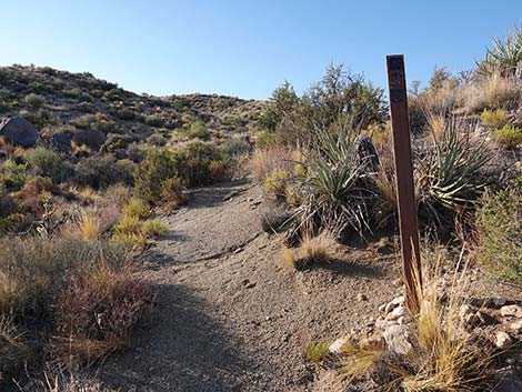 Rock Spring Loop Trail