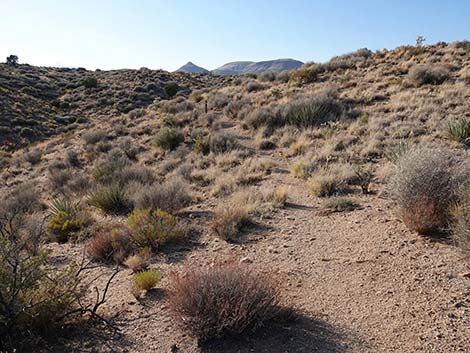 Rock Spring Loop Trail