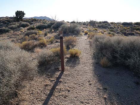 Rock Spring Loop Trail