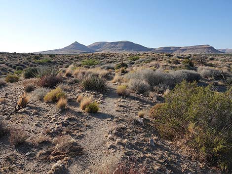 Rock Spring Loop Trail