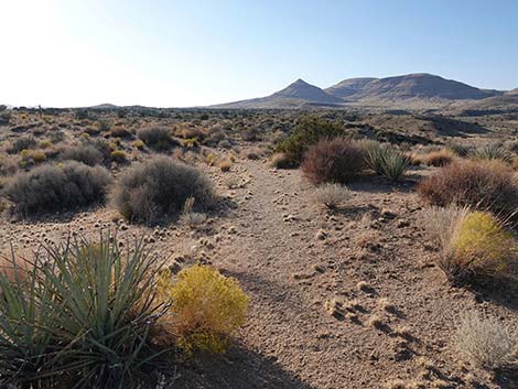 Rock Spring Loop Trail