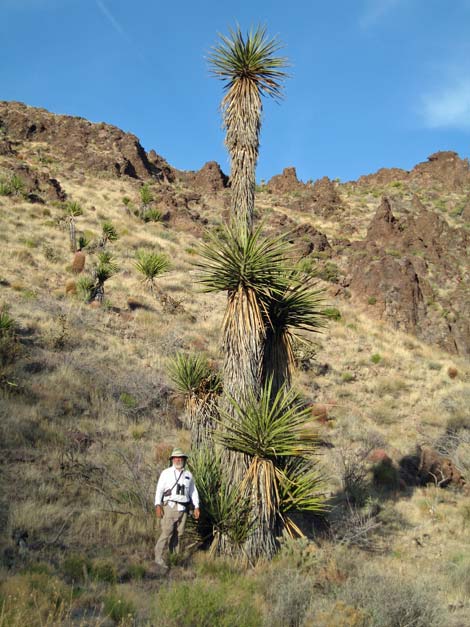 World's Tallest Yucca