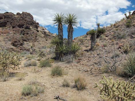 World's Tallest Yucca