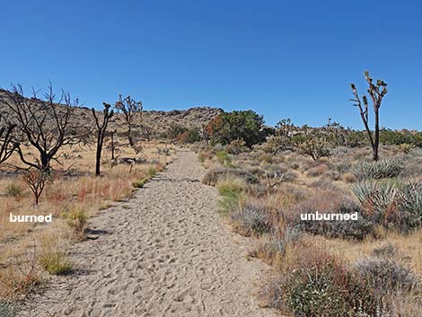 Teutonia Peak Trail