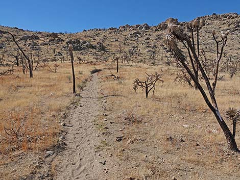 Teutonia Peak Trail