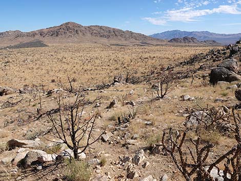 Teutonia Peak