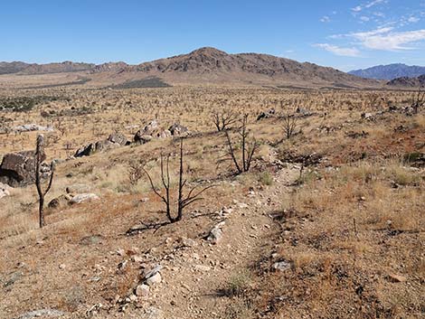 Teutonia Peak