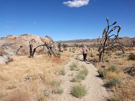 Teutonia Peak