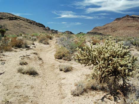 Wild Horse Spur Trail