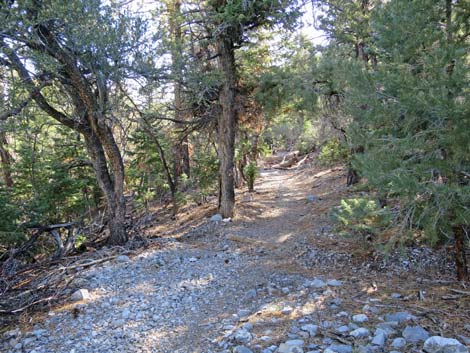 Bonanza Peak Trail