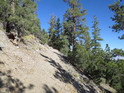 Bonanza Peak Trail