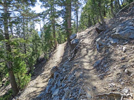 Bonanza Peak Trail