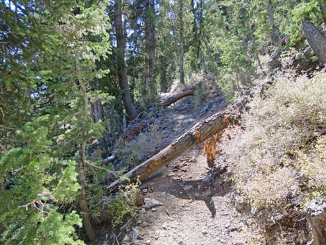 Bonanza Peak Trail