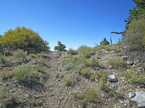 Bonanza Peak Trail