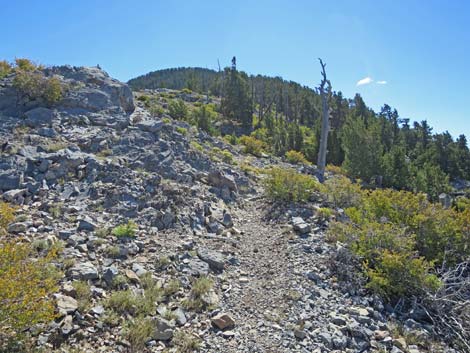 Bonanza Peak Trail