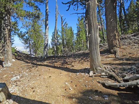 Bonanza Peak Trail