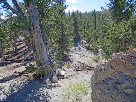 Bonanza Peak Trail