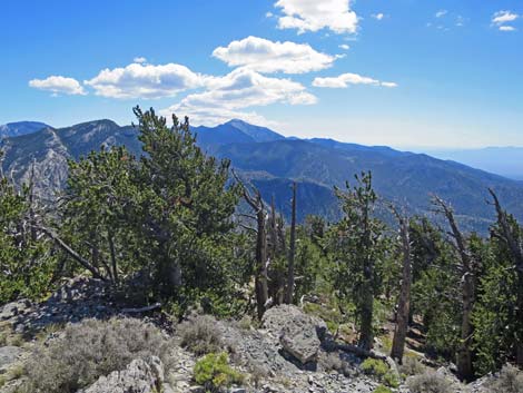 Bonanza Peak Trail