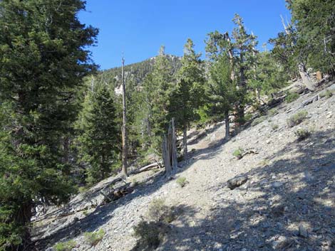 Bonanza Trail