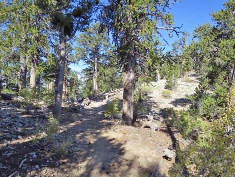 Bonanza Trail