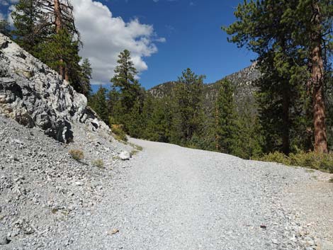 Bristlecone Trail