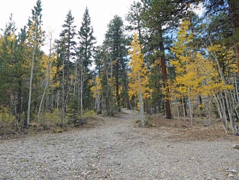 Bristlecone Trail