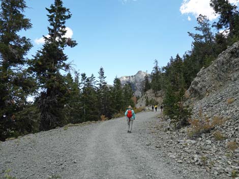 Bristlecone Trail