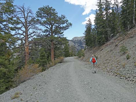 Bristlecone Trail