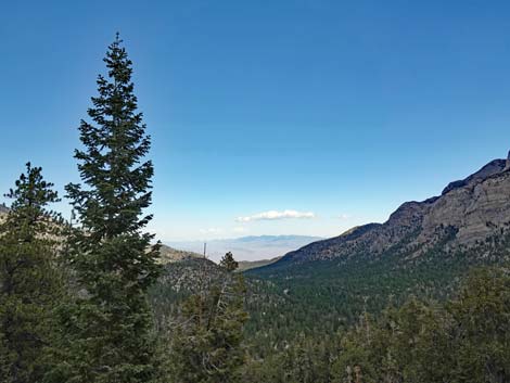 Bristlecone Trail