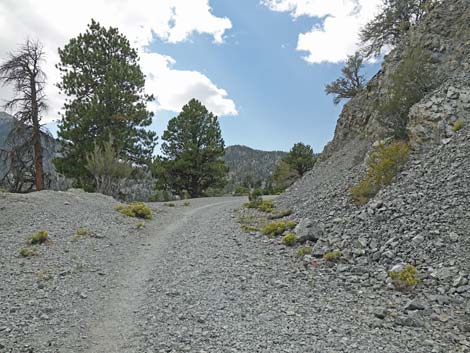 Bristlecone Trail