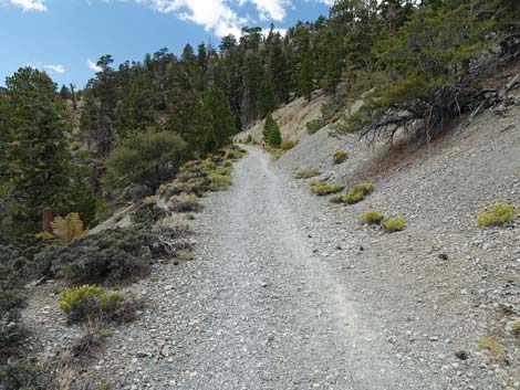 Bristlecone Trail