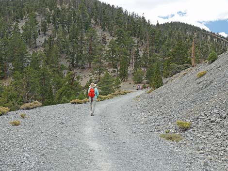 Bristlecone Trail