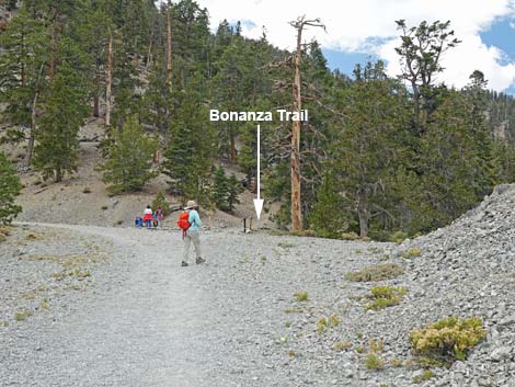 Bristlecone Trail