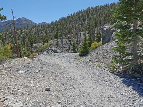 Bristlecone Trail