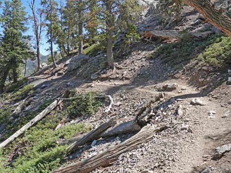 Bristlecone Trail